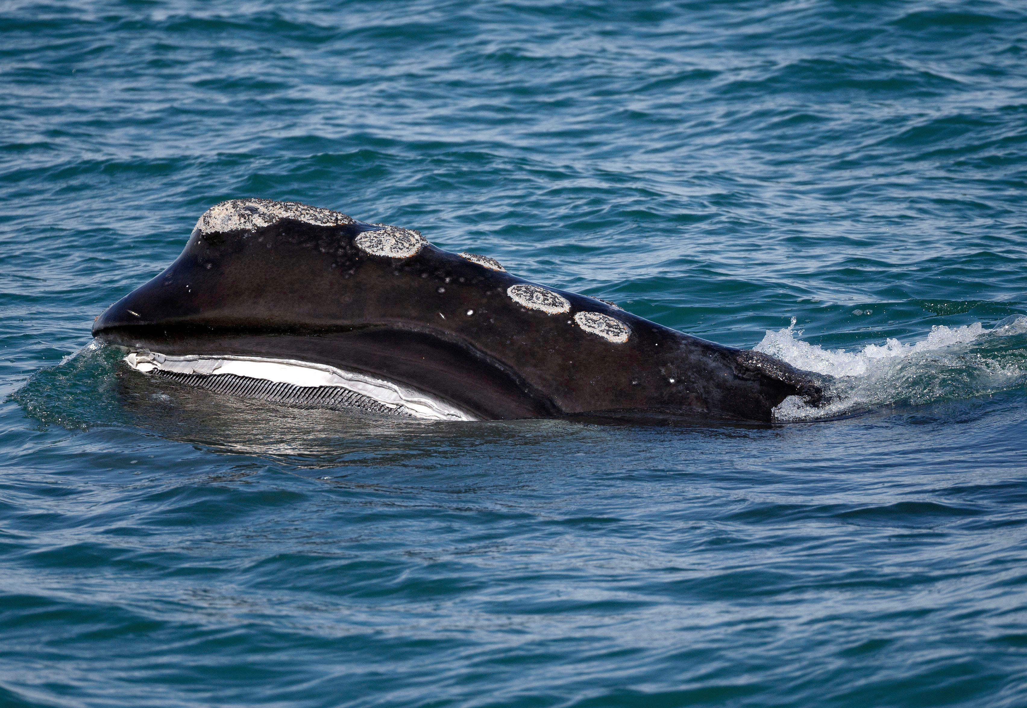 Despite an encouraging birthing season, scientists warn right whales might still go extinct